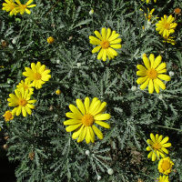 euryops_ pectinatus